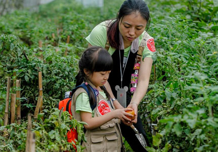 蔬菜采摘活动